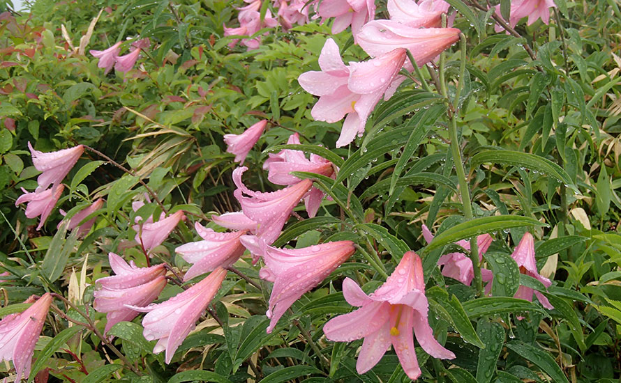 朋友会「花倶楽部」について