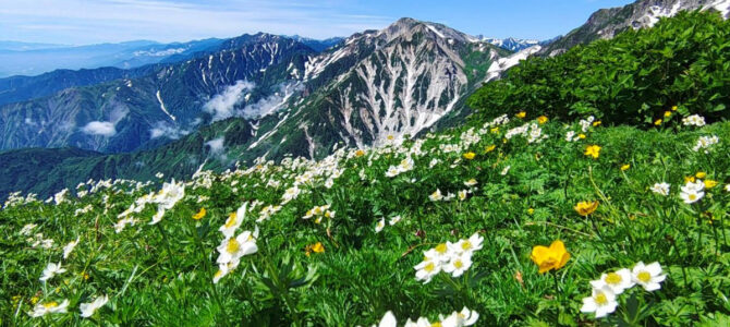 花と雪渓の白馬