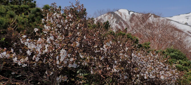 大朝日岳日帰り 体力確認山行