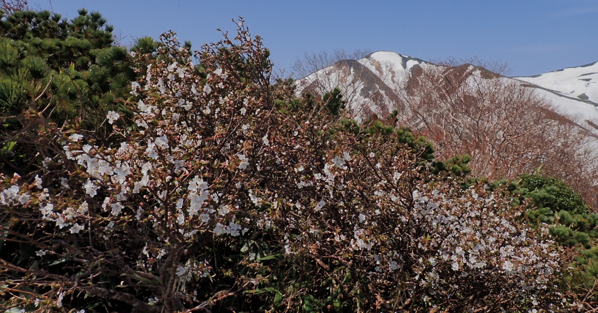 大朝日岳日帰り　体力確認山行