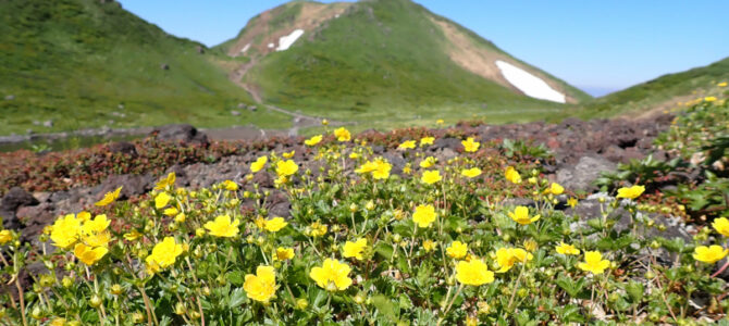 森吉山・秋田駒ヶ岳 花が迎える北東北
