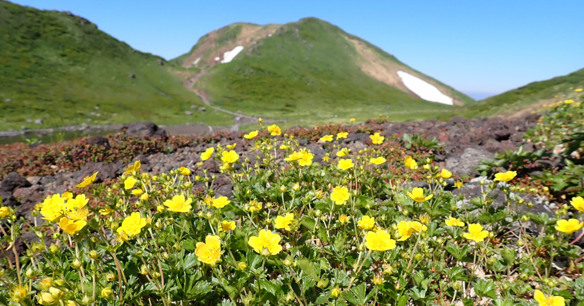 森吉山・秋田駒ヶ岳 花が迎える北東北 森吉山・秋田駒ヶ岳 花が迎える北東北